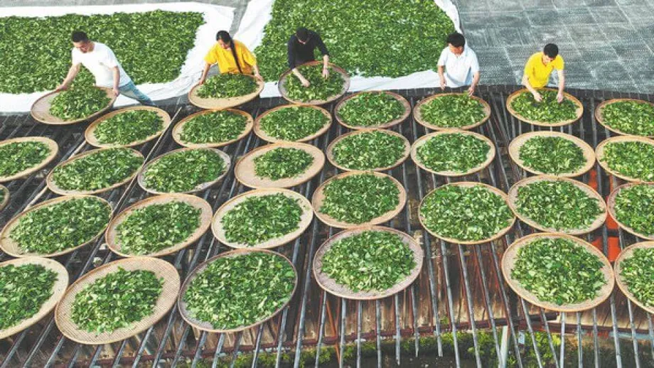武夷岩茶：傳統、創新與中國烏龍茶瑰寶的悠久傳承