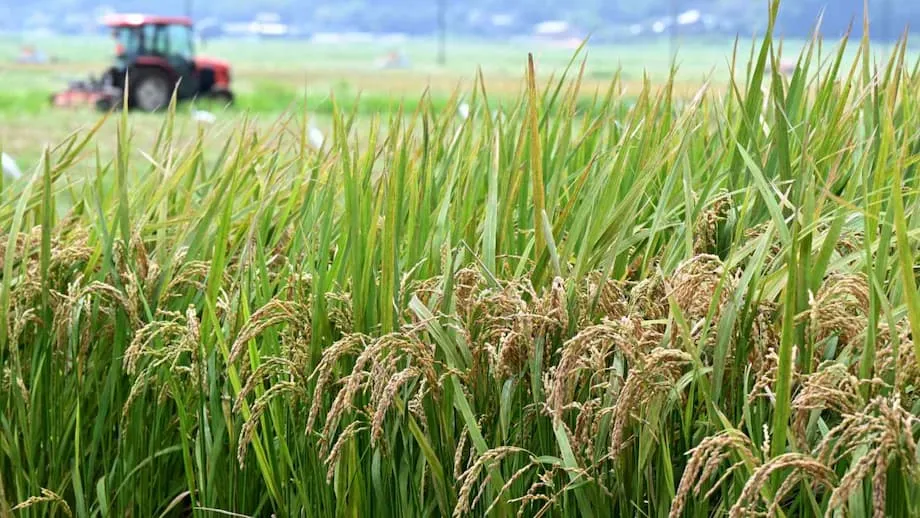 日本扭轉稻米政策：糧食安全與農民迎來新時代