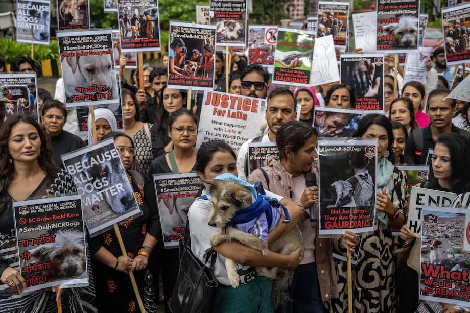印度最高法院在民眾強烈反彈後修正流浪犬命令：兼顧安全、關懷與實際可行性