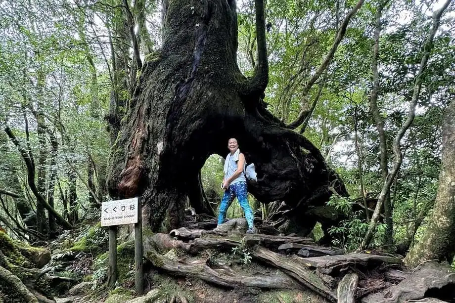 屋久島:啟發《魔法公主》的古老森林之島