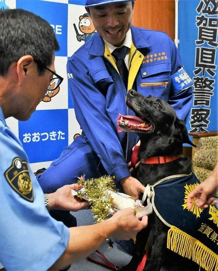 拉布拉多犬協助尋獲大津市失蹤老婦，獲警方表揚