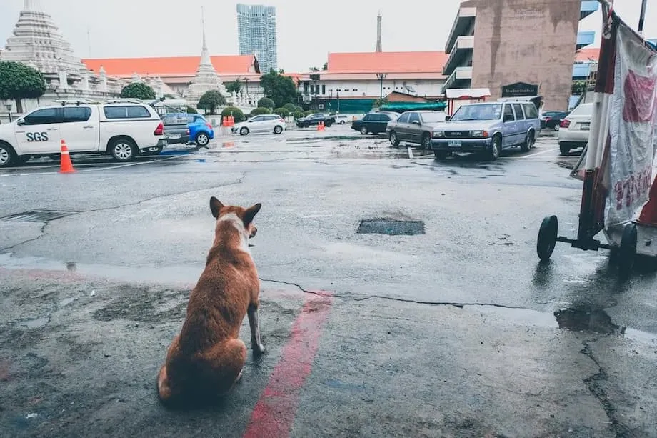 曼谷劃設狂犬病疫區,下令禁止動物移動30天
