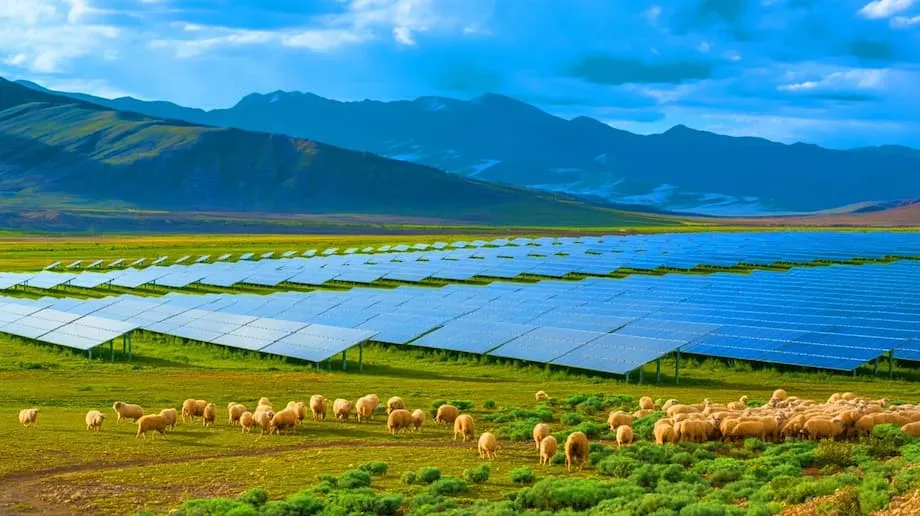 中國大型太陽能園區復育生態系,供電惠及數百萬戶