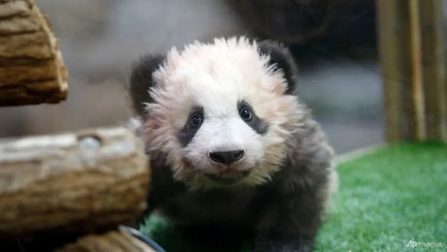 雌性大貓熊罹患腎衰竭，博瓦勒動物園將送還歡歡與圓仔返中