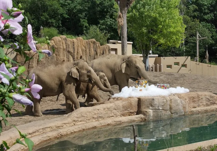 成本攀升之際,捐贈水果維持札幌圓山動物園動物供食