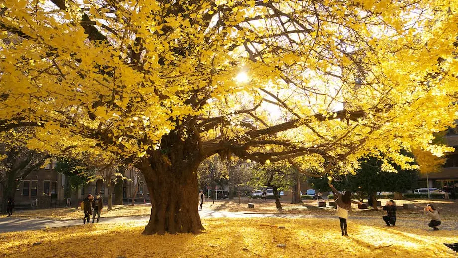 日本公布2025年紅葉預測