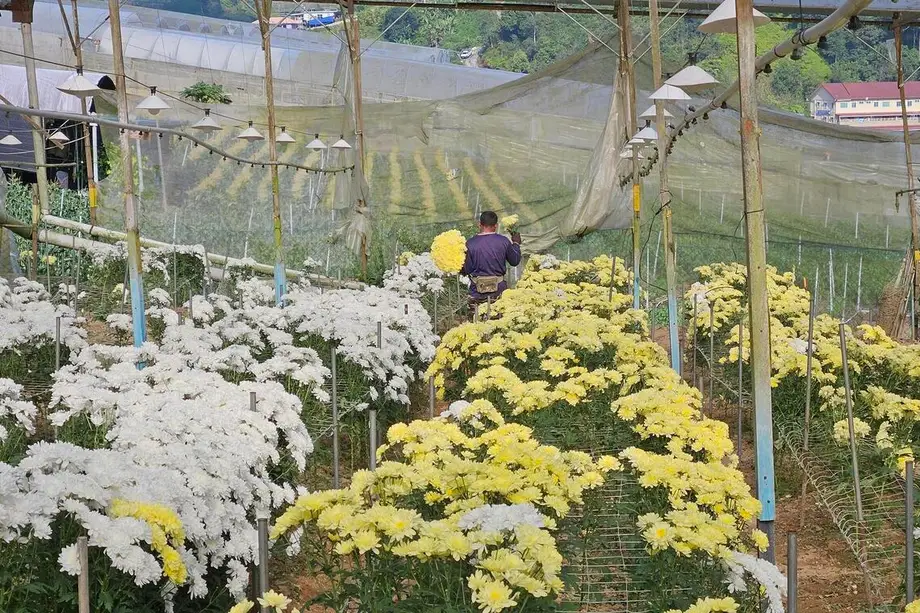 勞力短缺與低價進口考驗馬來西亞花卉產業，昔日蓬勃貿易面臨壓力