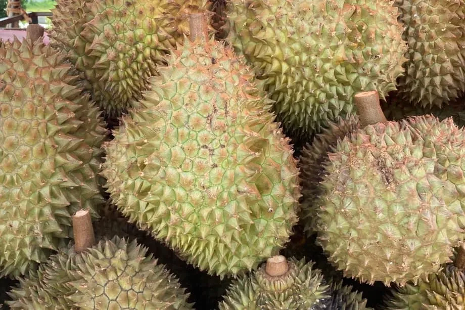 印尼力拚榴槤直銷中國，冷鏈與衛生管理成關鍵
