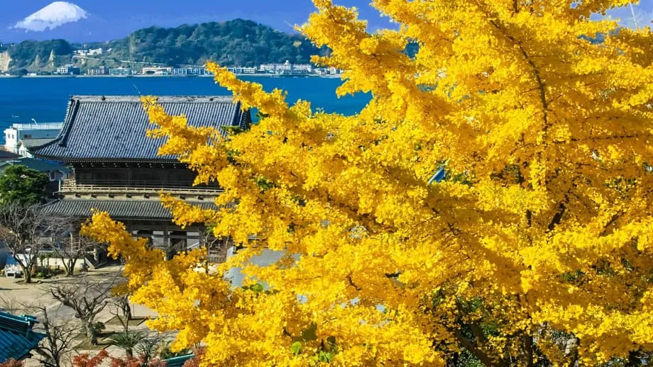 秋日鎌倉：穿梭寺院之間，欣賞緋紅楓葉與金黃銀杏