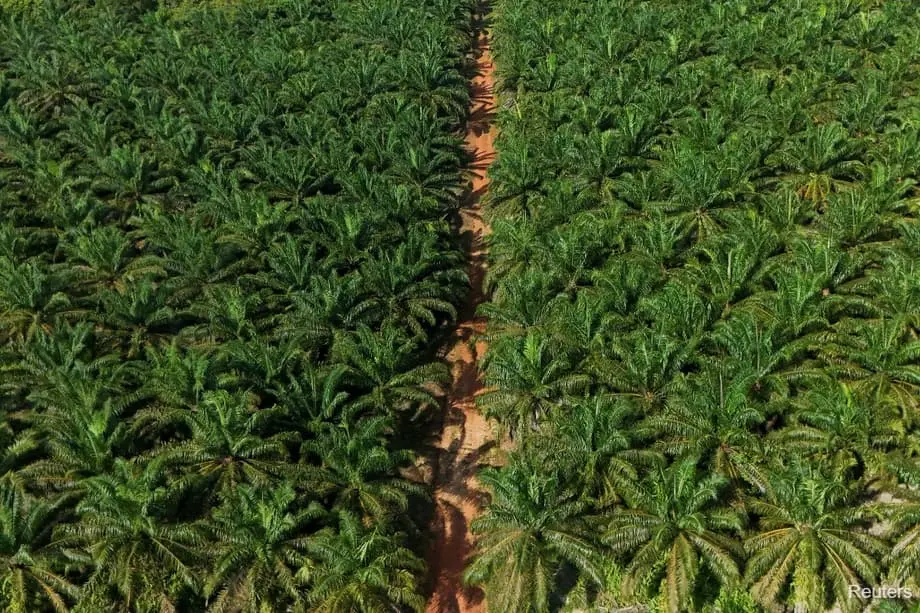 印尼推動生質燃料之際,將新增 60 萬公頃油棕種植園
