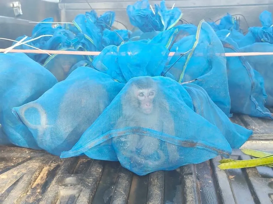 泰國巡邏隊在柬埔寨邊境附近破獲兩起案件，救出143隻猴子
