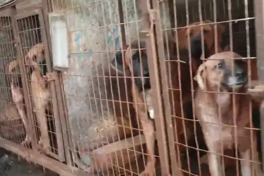 南韓犬肉產業瀕臨消失,犬場在 2027 年禁令前陸續關閉