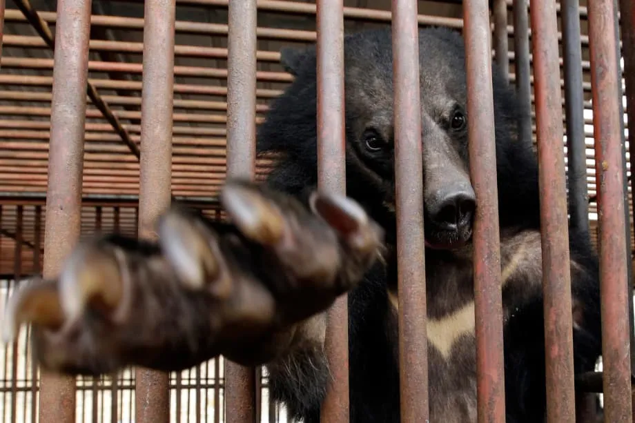 南韓歷史性禁止熊膽養殖:動物福利邁入新時代
