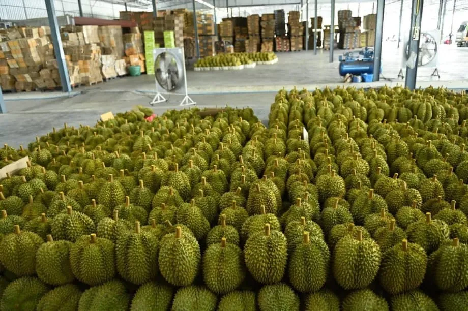 泰國榴槤產業面臨完美風暴：豐收撞上嚴重缺工
