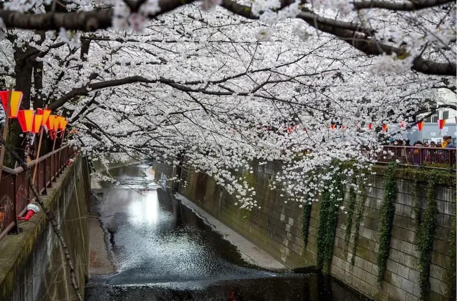東京知名賞櫻景點架設遮景圍幕，因應人潮過多