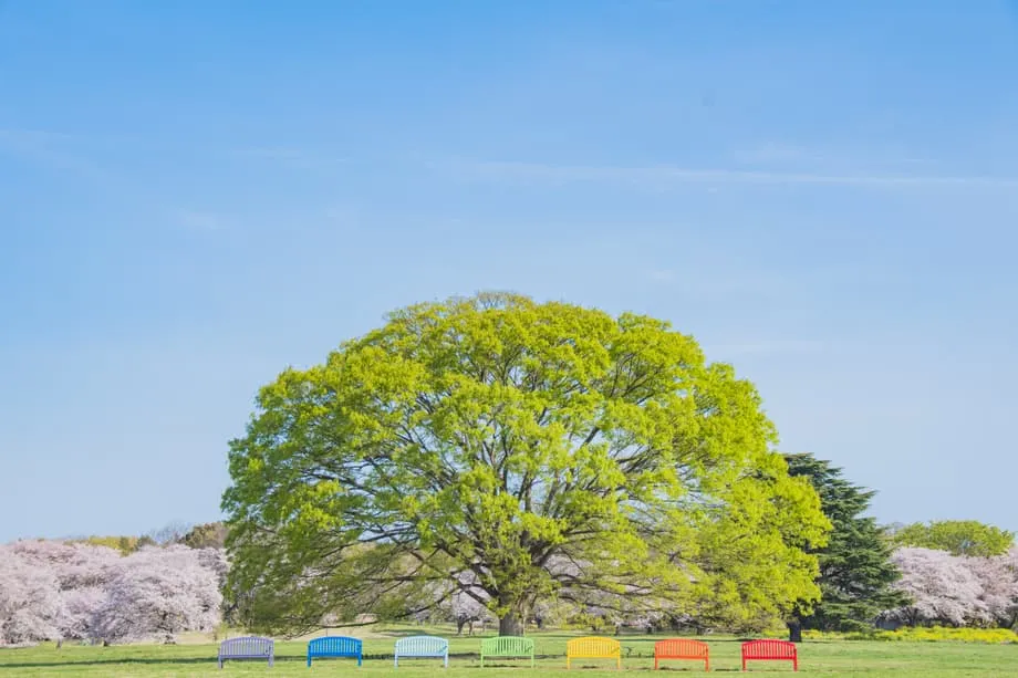 東京隱藏版春日綠洲：國營昭和紀念公園 2026 花卉節，將舊機場化為花海仙境