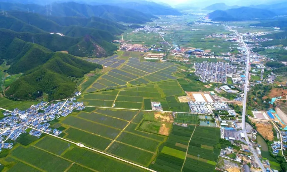 中國藍莓產業的崛起：雲南如何將奢侈進口品轉變為全球出口主力