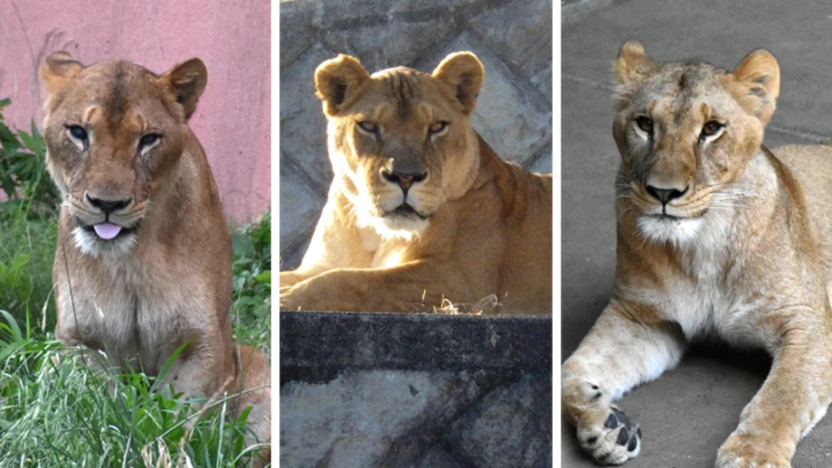 東京動物園遭逢破紀錄熱浪，3隻獅子死亡