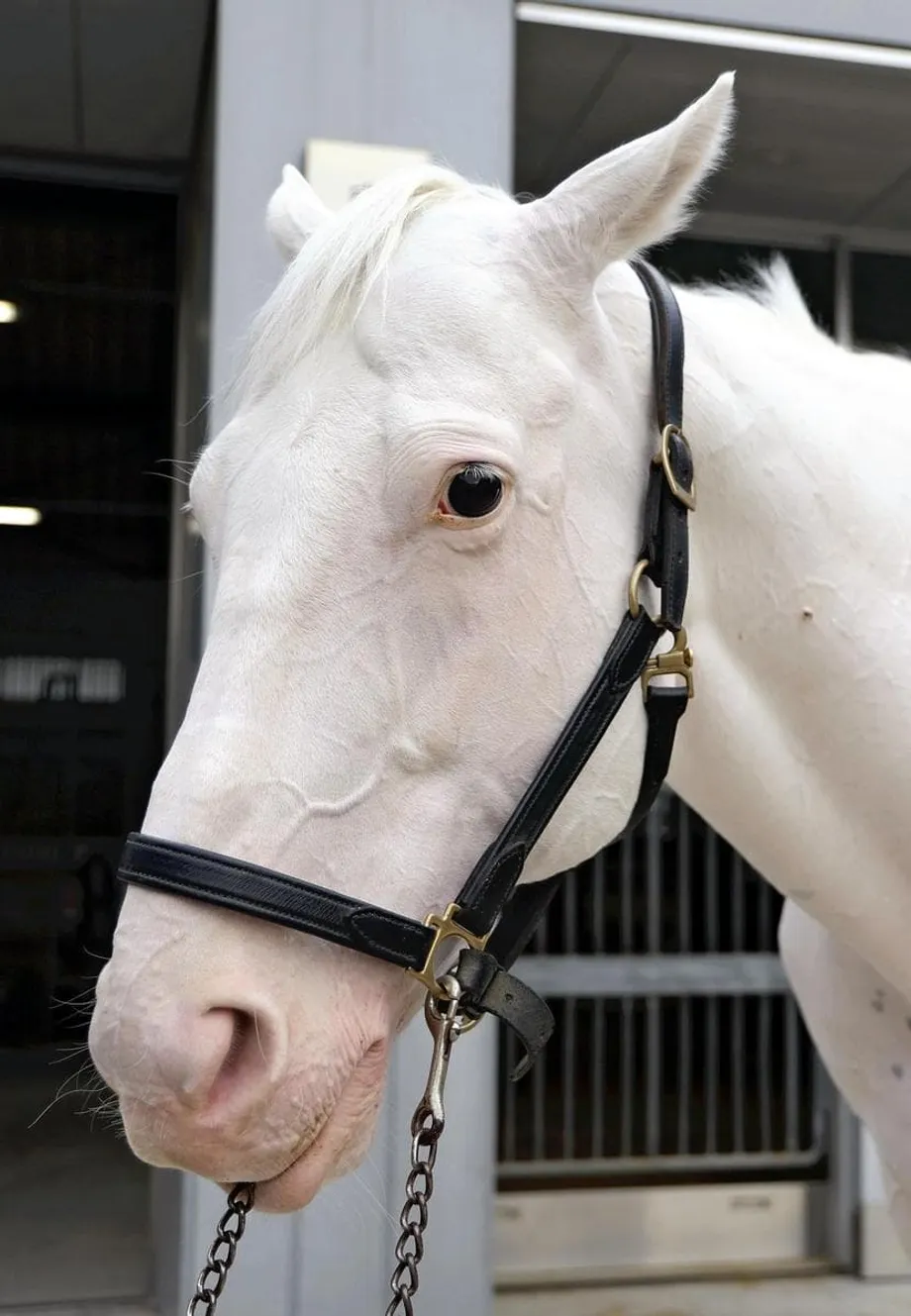 從賽馬場到皇室使命：日本皇室與轉任新職的賽馬