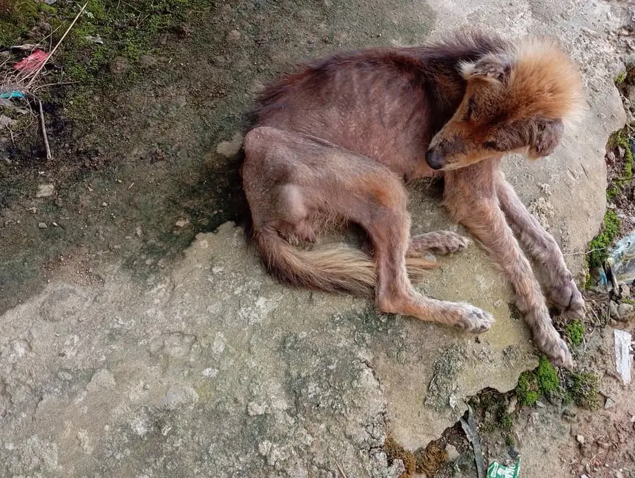 Sindh’s Rabies Crisis Leaves Children Exposed Despite Expanding Treatment Network