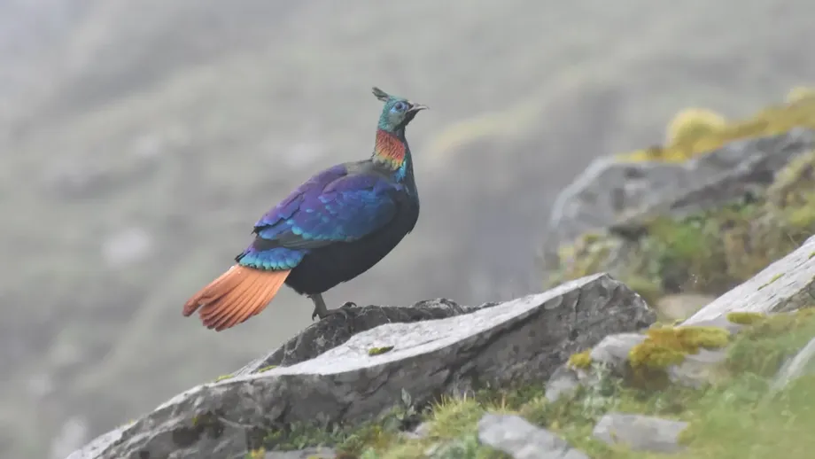 Himalayan Monals Shift Their Calls and Habitat as Human Pressure Grows