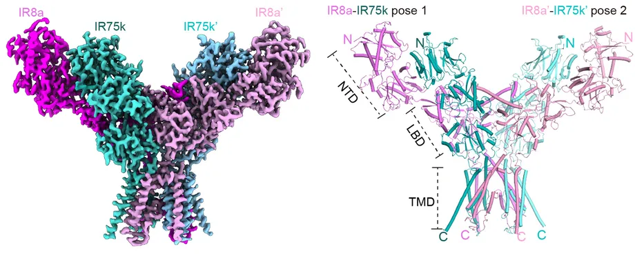 Scientists Map How a Mosquito Receptor Turns Human Skin Odors Into Electrical Signals