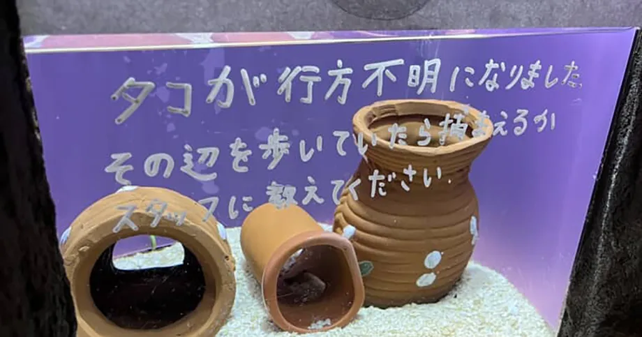 Missing Octopus at Japan's Moguranpia Aquarium Was Hiding Beside Tank Plumbing
