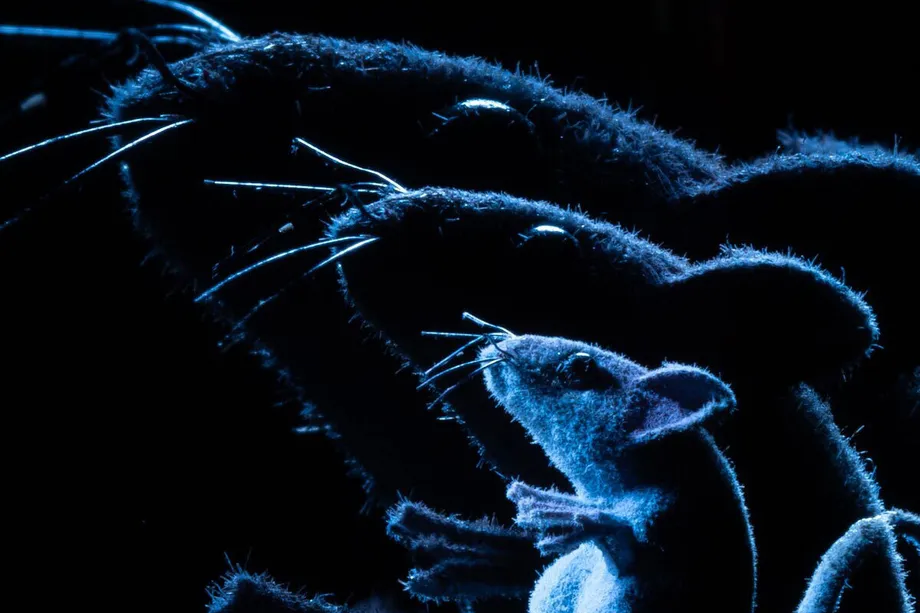 Mouse Cloning Chain Ends After 58 Generations as Harmful DNA Changes Accumulate