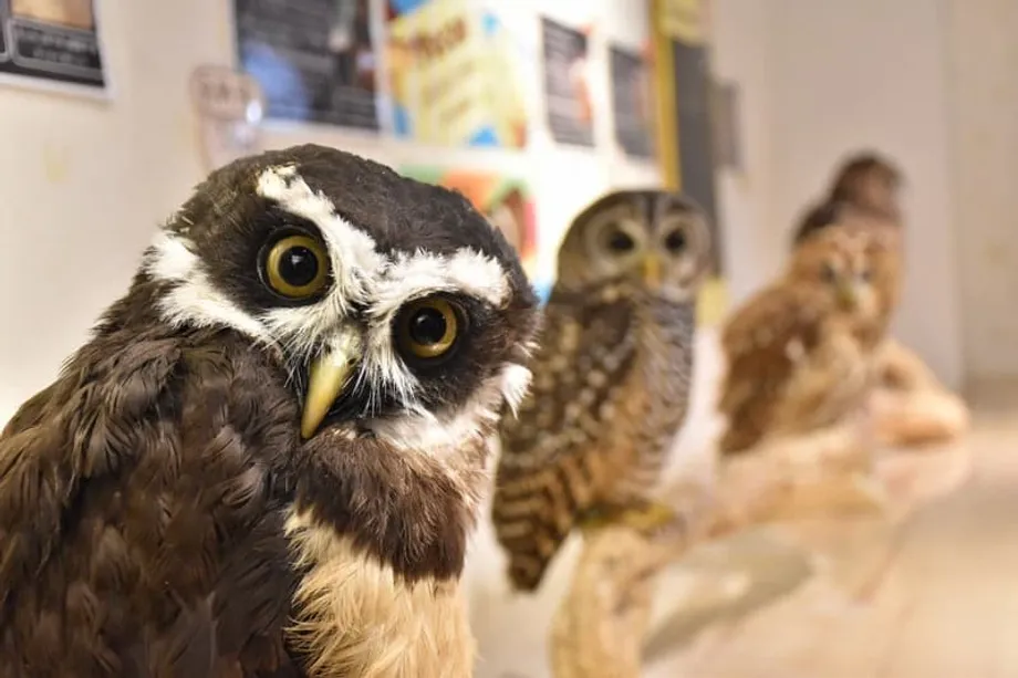 日本野生動物咖啡廳遭質疑:潛藏細菌、受傷風險,以及與非法貿易的關聯