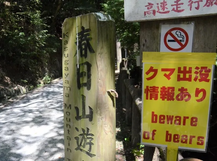日本秋季登山旺季來臨，熊出沒事件激增